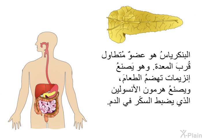 البنكرياسُ هو عضوٌ مُتطاول قُربَ المعدة. وهو يَصنعُ إنزيمات تهضمُ الطعامَ، ويصنعُ هرمون الأنسولين الذي يضبط السكّر في الدم.