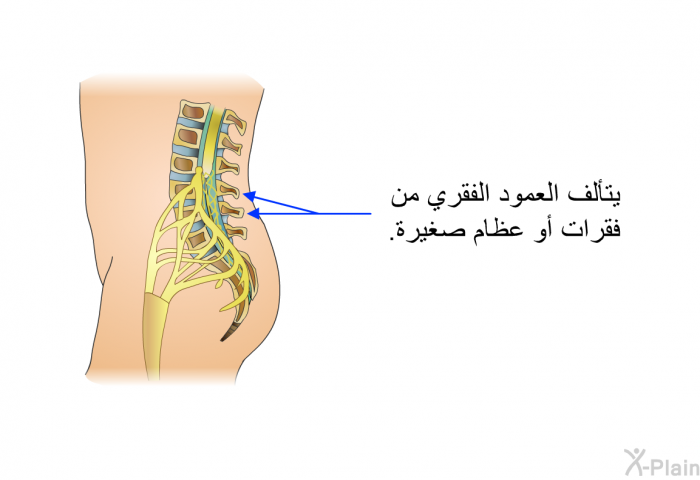 يتألف العمود الفقري من فقرات أو عظام صغيرة.