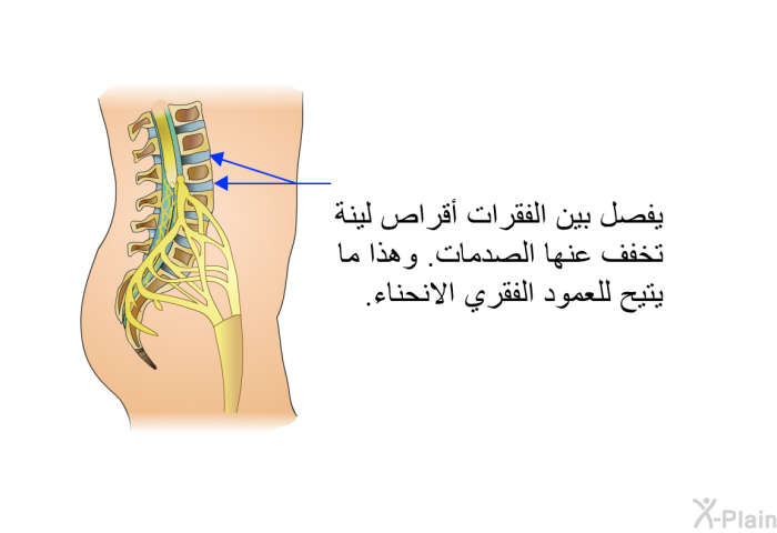 يفصل بين الفقرات أقراص لينة تخفف عنها الصدمات. وهذا ما يتيح للعمود الفقري الانحناء.