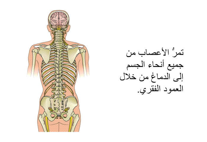 تمرُّ الأعصاب من جميع أنحاء الجسم إلى الدماغ من خلال العمود الفقري.