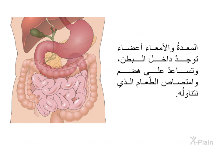 المعدةُ والأمعاء أعضاءٌ توجدُ داخلَ البطن، وتساعدُ على هضم وامتصاص الطّعام الذي نتناولُه.