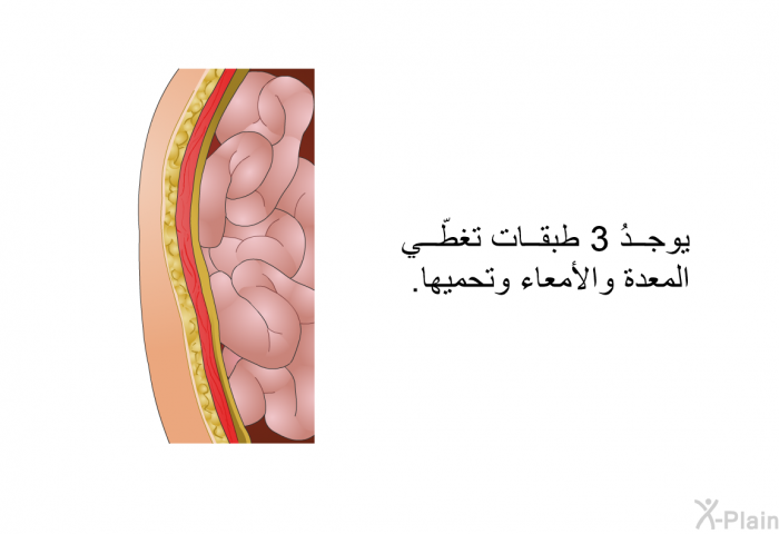 يوجدُ 3 طبقات تغطّي المعدةُ والأمعاء وتحميها.