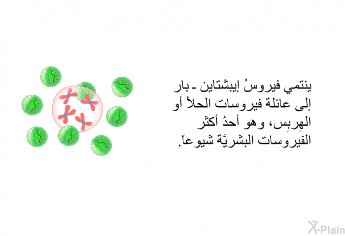 ينتمي فيروسُ إيبشتاين ـ بار إلى عائلة فيروسات الحلأ أو الهِربِس، وهو أحدُ أكثر الفيروسات البشريَّة شيوعاً.