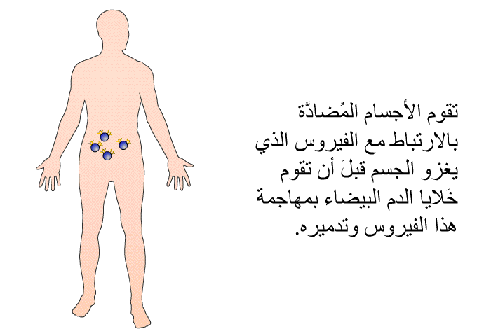 تقوم الأجسام المُضادَّة بالارتباط مع الفيروس الذي يغزو الجسم قبلَ أن تقوم خَلايا الدم البيضاء بمهاجمة هذا الفيروس وتدميره.
