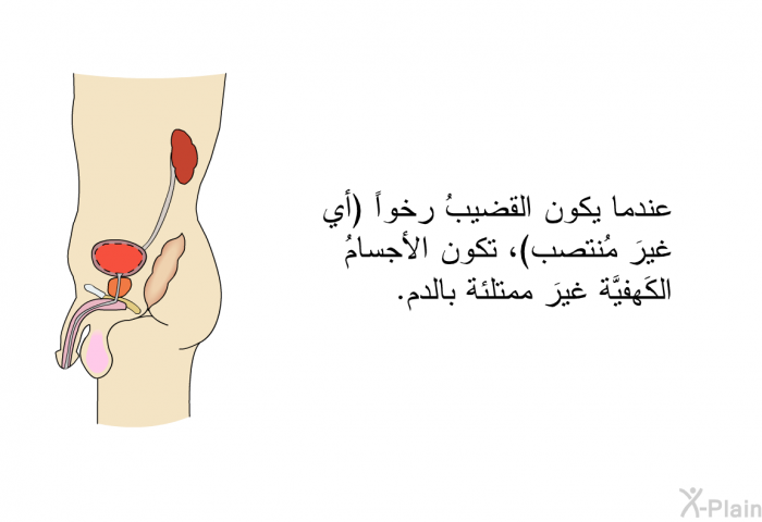 عندما يكون القضيبُ رخواً (أي غيرَ مُنتصب)، تكون الأجسامُ الكَهفيَّة غيرَ ممتلئة بالدم.