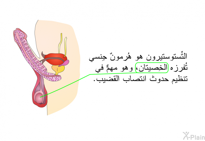 التِّستوستيرون هو هُرمونٌ جِنسي تُفرزه الخِصيتان، وهو مهمٌّ في تنظيم حدوث انتصاب القضيب.