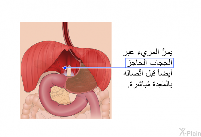 يمرُّ المريء عبر الحِجاب الحاجز أيضاً قبل اتِّصاله بالمَعِدة مُباشرة.