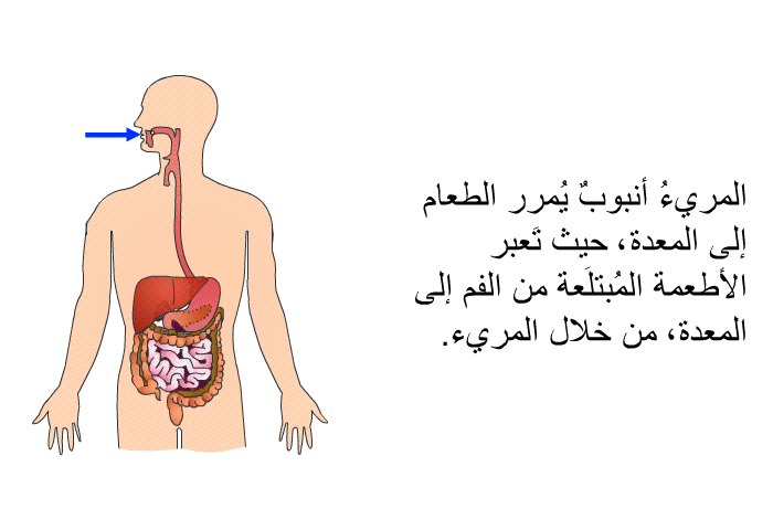 المريءُ أنبوبٌ يُمرر الطعام إلى المعدة، حيث تَعبر الأطعمة المُبتلَعة من الفم إلى المعدة، من خلال المريء.