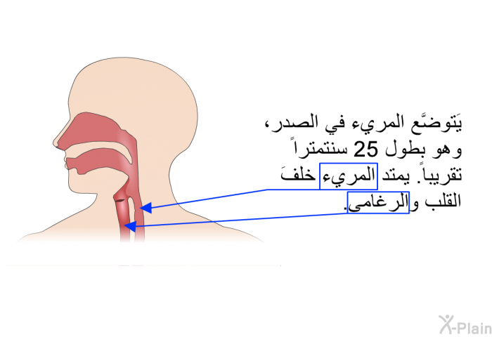 يَتوضَّع المريء في الصدر، وهو بطول 25 سنتمتراً تقريباً. يمتد المريء خلفَ القلب والرغامى.