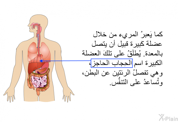 كما يَعبرُ المريء من خلال عضلة كَبيرة قبيل أن يتصل بالمعدة. يُطلَقُ على تلكَ العضلة الكبيرة اسم الحِجاب الحاجز، وهي تفصلُ الرئتين عن البطن، وتُساعدُ على التنفُّس.