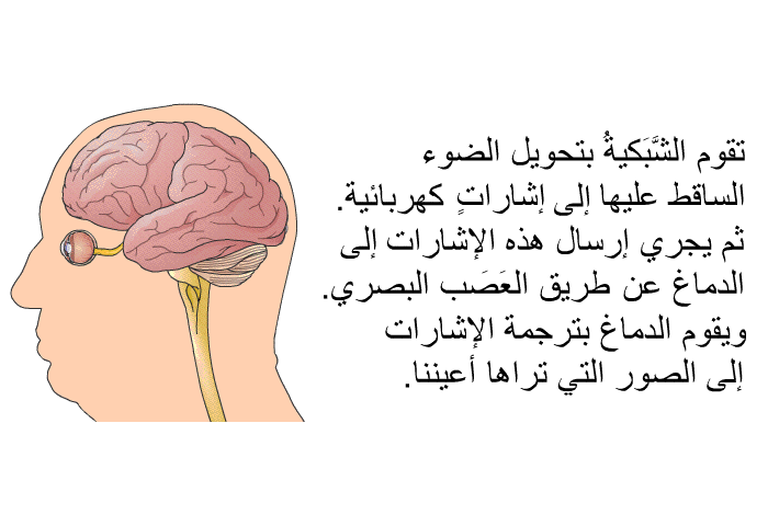 تقوم الشَّبَكيةُ بتحويل الضوء الساقط عليها إلى إشاراتٍ كهربائية. ثم يجري إرسال هذه الإشارات إلى الدماغ عن طريق العَصَب البصري. ويقوم الدماغ بترجمة الإشارات إلى الصور التي تراها أعيننا.