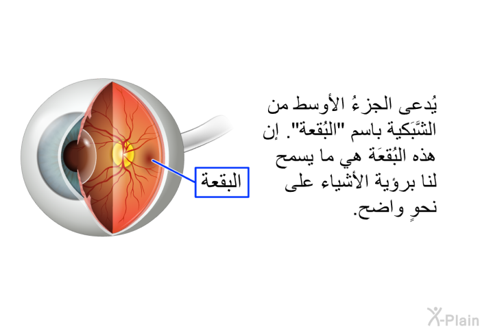 يُدعى الجزءُ الأوسط من الشَّبَكية باسم "البُقعة". إن هذه البُقعَة هي ما يسمح لنا برؤية الأشياء على نحوٍ واضح.