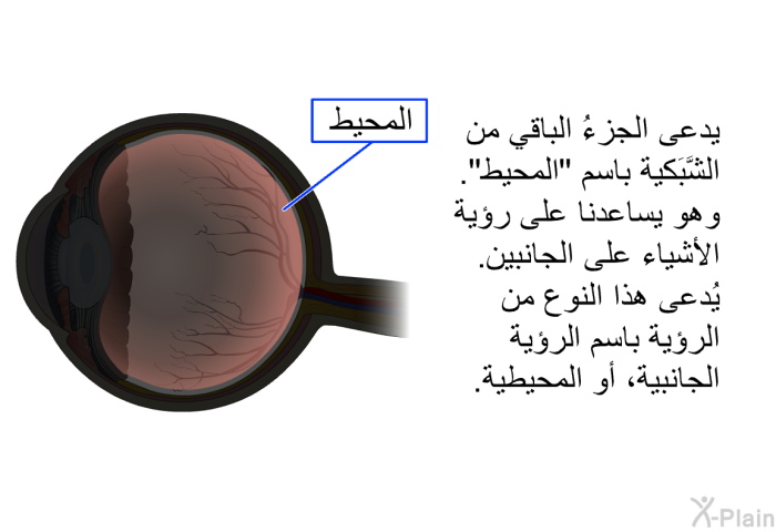 يدعى الجزءُ الباقي من الشَّبَكية باسم "المحيط". وهو يساعدنا على رؤية الأشياء على الجانبين. يُدعى هذا النوع من الرؤية باسم الرؤية الجانبية، أو المحيطية.
