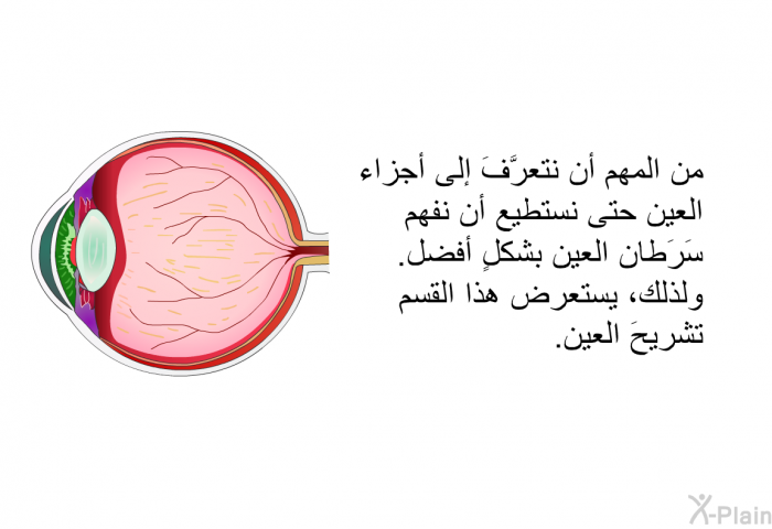 من المهم أن نتعرَّفَ إلى أجزاء العين حتى نستطيع أن نفهم سَرَطان العين بشكلٍ أفضل. ولذلك، يستعرض هذا القسم تشريحَ العين.