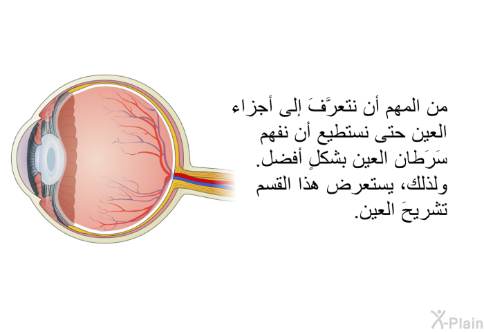 من المهم أن نتعرَّفَ إلى أجزاء العين حتى نستطيع أن نفهم سَرَطان العين بشكلٍ أفضل. ولذلك، يستعرض هذا القسم تشريحَ العين.