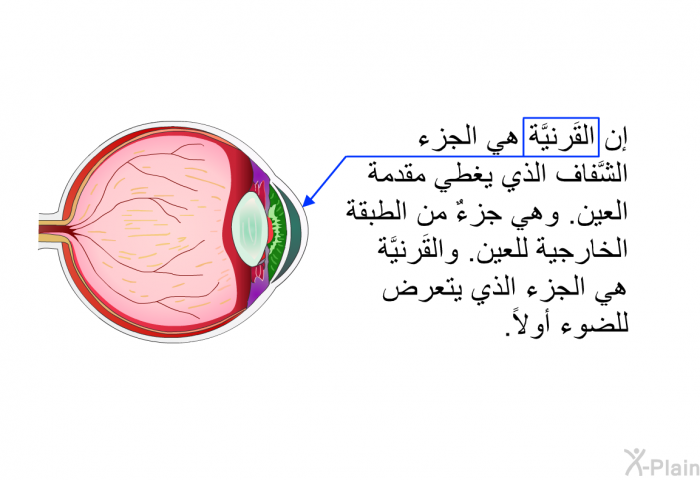 إن القَرنيَّة هي الجزء الشَّفاف الذي يغطي مقدمة العين. وهي جزءٌ من الطبقة الخارجية للعين. والقَرنيَّة هي الجزء الذي يتعرض للضوء أولاً.