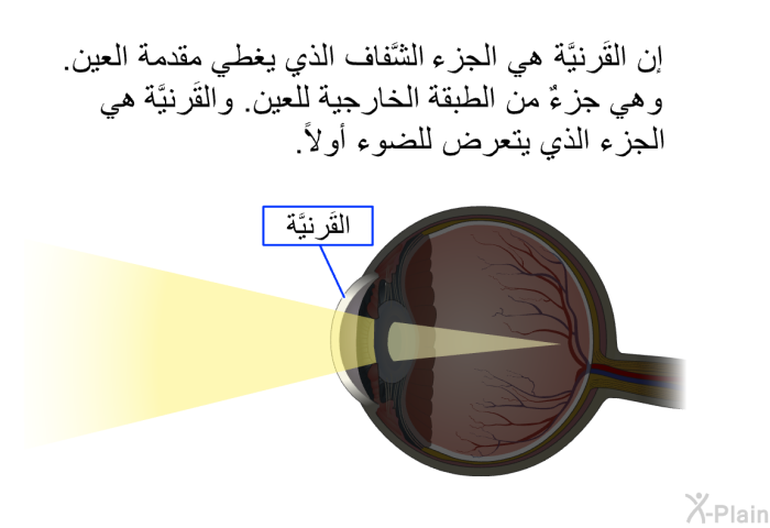 إن القَرنيَّة هي الجزء الشَّفاف الذي يغطي مقدمة العين. وهي جزءٌ من الطبقة الخارجية للعين. والقَرنيَّة هي الجزء الذي يتعرض للضوء أولاً.