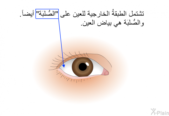 تشتمل الطبقةُ الخارجية للعين على "الصُّلبَة" أيضاً. والصُّلبَة هي بياض العين.