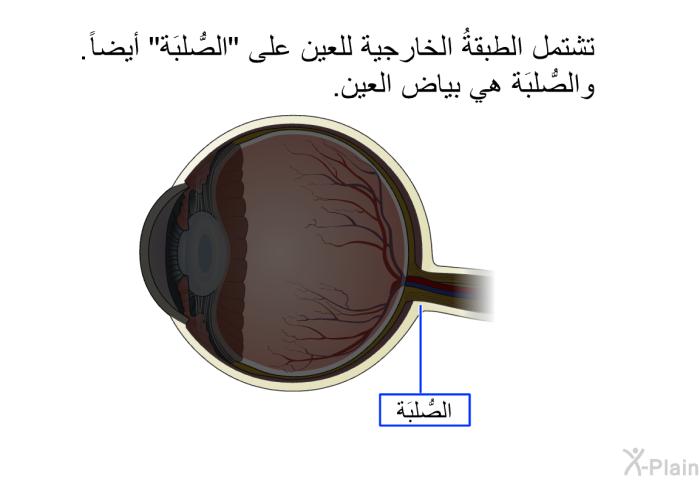 تشتمل الطبقةُ الخارجية للعين على "الصُّلبَة" أيضاً. والصُّلبَة هي بياض العين.