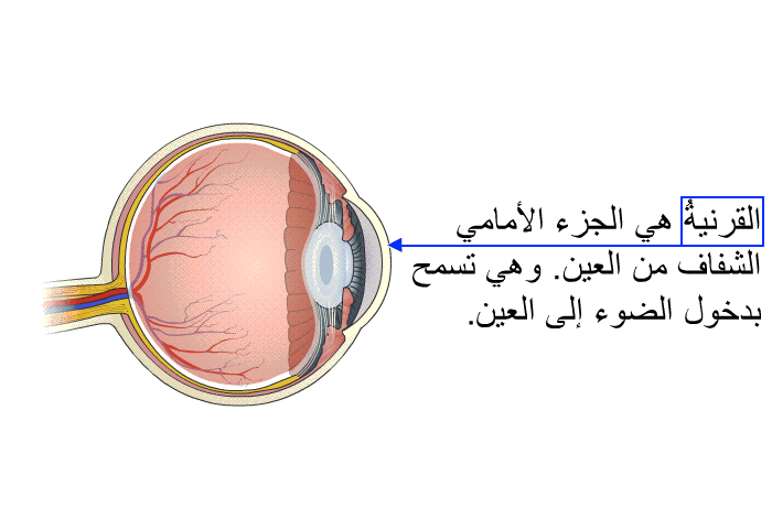 القرنيةُ هي الجزء الأمامي الشفاف من العين. وهي تسمح بدخول الضوء إلى العين.