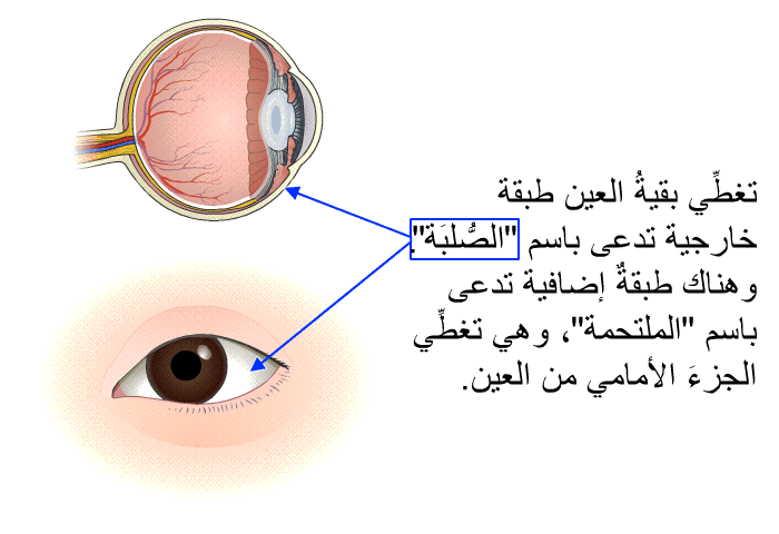 تغطِّي بقيةُ العين طبقة خارجية تدعى باسم "الصُّلبَة". وهناك طبقةٌ إضافية تدعى باسم "الملتحمة"، وهي تغطِّي الجزءَ الأمامي من العين.