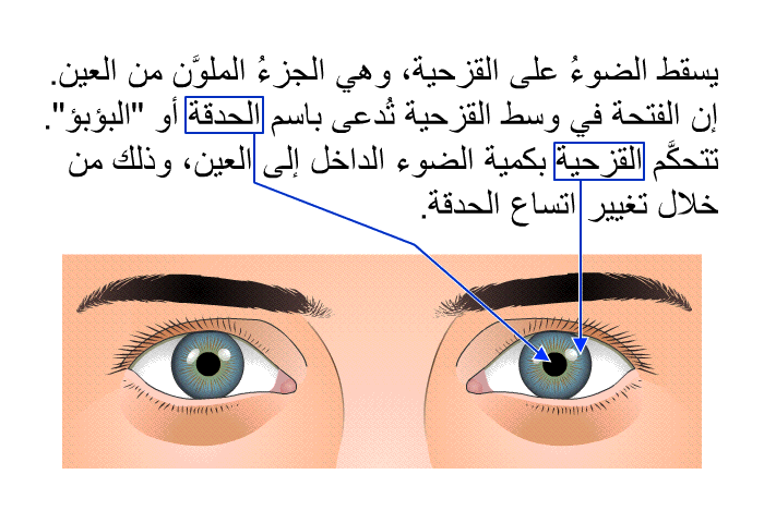 يسقط الضوءُ على القزحية، وهي الجزءُ الملوَّن من العين. إن الفتحة في وسط القزحية تُدعى باسم الحدقة أو "البؤبؤ". تتحكَّم القزحية بكمية الضوء الداخل إلى العين، وذلك من خلال تغيير اتساع الحدقة.
