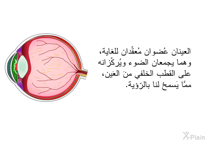 العينان عُضوان مُعقّدان للغاية، وهما يجمعان الضوء ويُركّزانه على القطب الخلفي منَ العَين، ممَّا يَسمحُ لنا بالرّؤية.