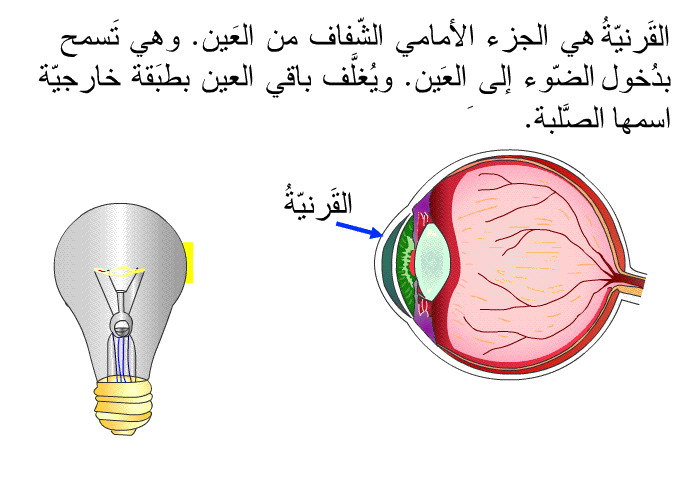 القَرنيّةُ هي الجزء الأمامي الشّفاف من العَين. وهي تَسمح بدُخول الضّوء إلى العَين. ويُغلَّف باقي العين بطبَقة خارجيّة اسمها الصَّلبَة.