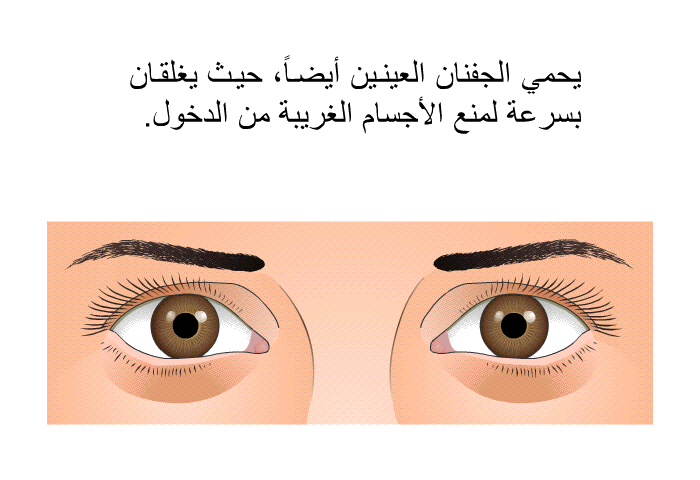 يحمي الجفنان العينين أيضاً، حيث يغلقان بسرعة لمنع الأجسام الغريبة من الدخول.