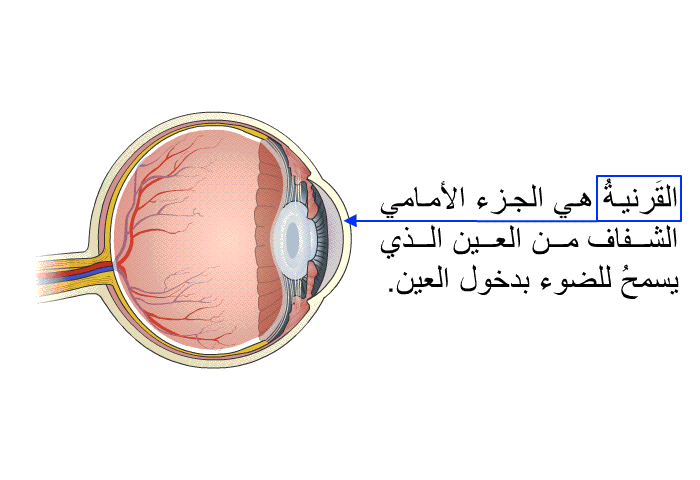 القَرنيةُ هي الجزء الأمامي الشفَّاف من العين الذي يسمحُ للضوء بدخول العين.