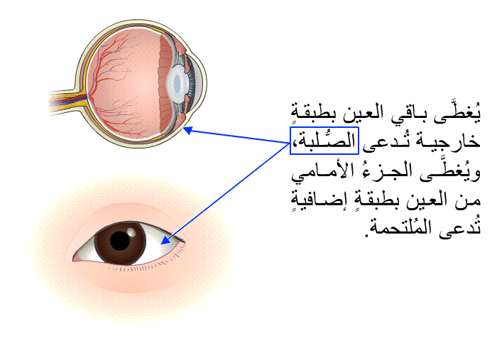 يُغطَّى باقي العين بطبقةٍ خارجية تُدعى الصُّلبة، ويُغطَّى الجزءُ الأمامي من العين بطبقةٍ إضافيةٍ تُدعى المُلتحمة.
