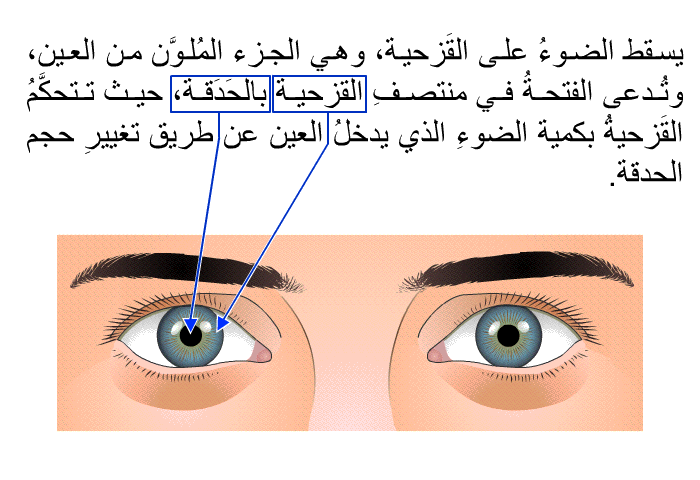 يسقط الضوءُ على القَزحية، وهي الجزء المُلوَّن من العين، وتُدعى الفتحةُ في منتصفِ القَزحية بالحَدَقة، حيث تتحكَّمُ القَزحيةُ بكمية الضوءِ الذي يدخلُ العين عن طريق تغييرِ حجم الحدقة.