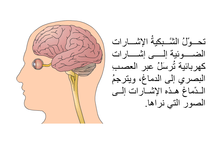 تحوِّلُ الشَّبكيةُ الإشارات الضوئية إلى إشارات كهربائية تُرسَلُ عبر العصبِ البصري إلى الدماغ، ويترجمُ الدِّماغ هذه الإشارات إلى الصور التي نراها.
