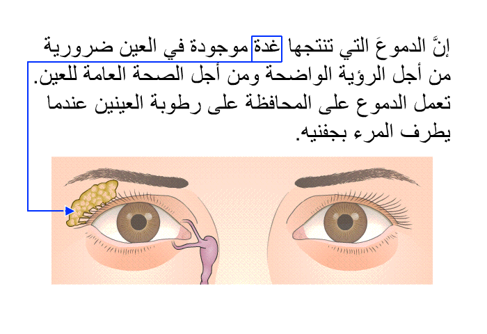 إنَّ الدموعَ التي تنتجها غدة موجودة في العين ضرورية من أجل الرؤية الواضحة ومن أجل الصحة العامة للعين. تعمل الدموع على المحافظة على رطوبة العينين عندما يطرف المرء بجفنيه.