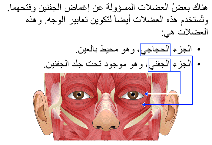 هناك بعضُ العضلات المسؤولة عن إغماض الجفنين وفتحهما. وتُستخدم هذه العضلات أيضاً لتكوين تعابير الوجه. وهذه العضلات هي:   الجزء الحجاجي، وهو محيط بالعين. الجزء الجفني، وهو موجود تحت جلد الجفنين.