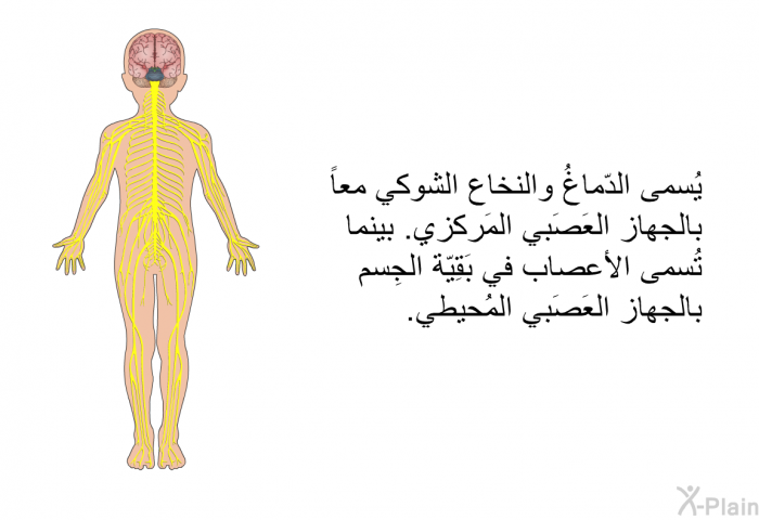 يُسمى الدّماغُ والنخاع الشوكي معاً بالجهاز العَصَبي المَركزي. بينما تُسمى الأعصابَ في بَقِيّة الجِسم بالجهاز العَصَبي المُحيطي.