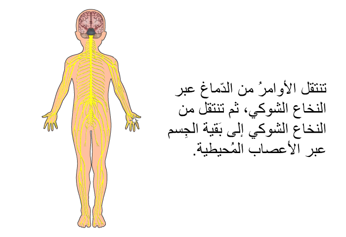 تنتقل الأوامرُ من الدّماغ عبر النخاع الشوكي، ثم تنتقل من النخاع الشوكي إلى بَقية الجِسم عبر الأعصاب المُحيطية.