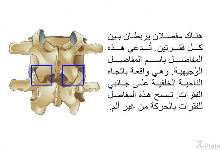 هناك مفصلان يربطان بين كل فقرتين. تُدعى هذه المفاصل باسم المفاصِل الوُجَيهية. وهي واقعة باتجاه الناحية الخلفية على جانبي الفقرات. تسمح هذه المفاصل للفقرات بالحركة من غير ألم.