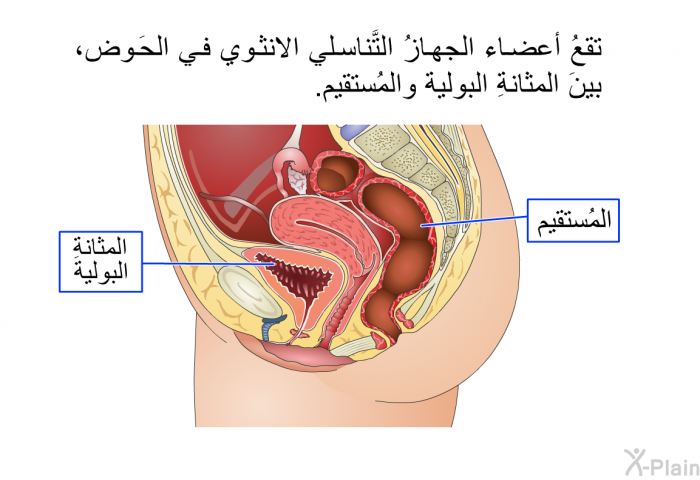 تقعُ أعضاء الجهازُ التَّناسلي الانثوي في الحَوض، بينَ المثانةِ البولية والمُستقيم.