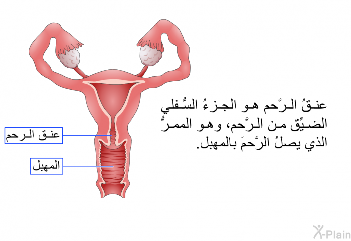 عنقُ الرَّحم هو الجزءُ السُّفلي الضيِّق من الرَّحم، وهو الممرُّ الذي يصلُ الرَّحمَ بالمهبل.