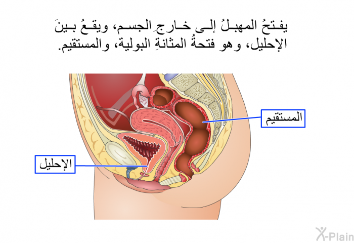 يفتحُ المهبلُ إلى خارجِ الجسم، ويقعُ بينَ الإحليل، وهو فتحةُ المثانةِ البولية، والمستقيم.