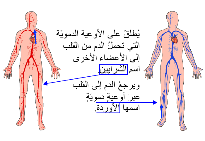 يُطلقُ على الأوعية الدمويّة التي تحملُ الدم من القلب إلى الأعضاء الأخرى اسم الشرايين. ويرجعُ الدم إلى القلب عبرَ أوعيةٍ دمويّةٍ اسمها الأوردة.