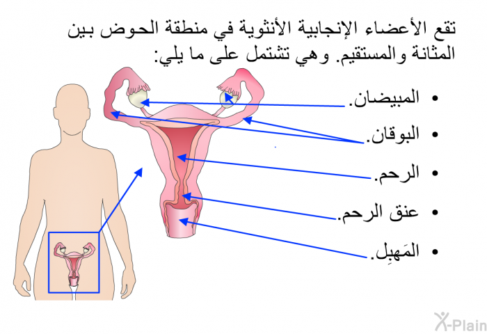 تقع الأعضاء الإنجابية الأنثوية في منطقة الحوض بين المثانة والمستقيم. وهي تشتمل على ما يلي:   المبيضان.  البوقان.  الرحم.  عنق الرحم. المَهبِل.