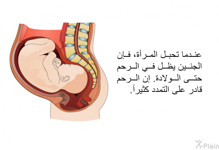 عندما تحبل المرأة، فإن الجنين يظل في الرحم حتى الولادة. إن الرحم قادر على التمدد كثيراً.