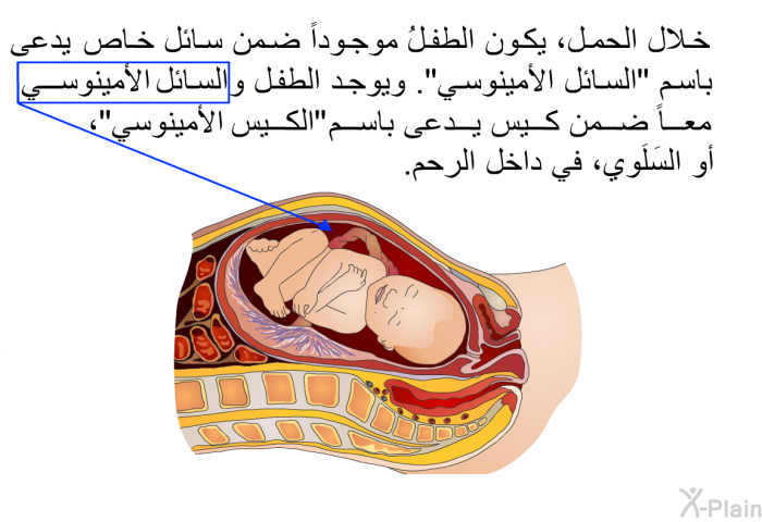 خلال الحمل، يكون الطفلُ موجوداً ضمن سائل خاص يدعى باسم "السائل الأمينوسي". ويوجد الطفل والسائل الأمينوسي معاً ضمن كيس يدعى باسم "الكيس الأمينوسي"، أو السَلَوي، في داخل الرحم.