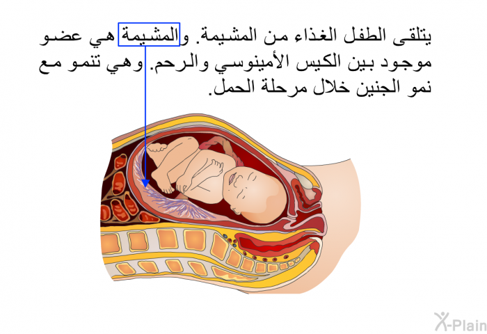 يتلقى الطفل الغذاء من المشيمة. والمشيمة هي عضو موجود بين الكيس الأمينوسي والرحم. وهي تنمو مع نمو الجنين خلال مرحلة الحمل.