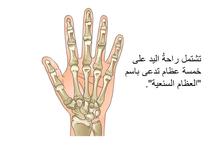 تشتمل راحةُ اليد على خمسة عظام تدعى باسم "العظام السنعية".