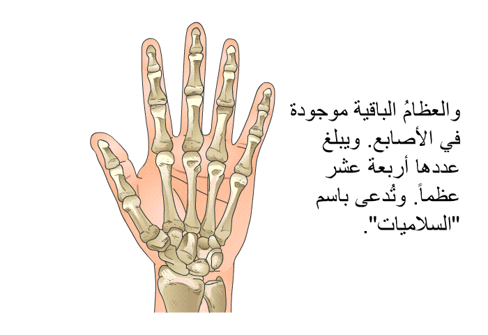 والعظامُ الباقية موجودة في الأصابع. ويبلغ عددها أربعة عشر عظماً. وتُدعى باسم "السلاميات".