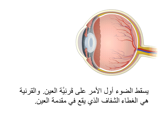 يسقط الضوء أول الأمر على قَرنِيَّة العين. والقرنية هي الغطاء الشفاف الذي يقع في مقدمة العين.