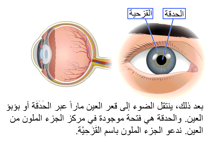 بعد ذلك، ينتقل الضوء إلى قعر العين ماراً عبر الحَدَقَة أو بؤبؤ العين. والحدقة هي فتحة موجودة في مركز الجزء الملون من العين. ندعو الجزء الملون باسم القَزَحِيَّة.